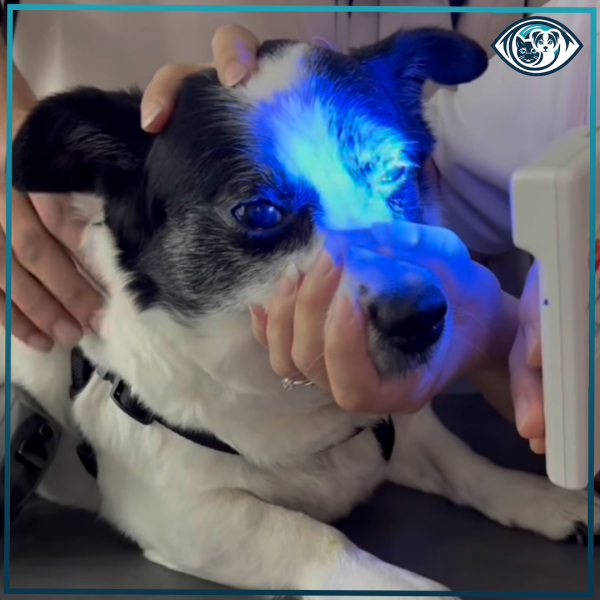 Elektroretinografi (ERG): Retina Sağlığını Değerlendiren Altın Standart Test